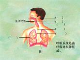 人教版生物七年级下册课件3.1 呼吸道对空气的处理 (4)