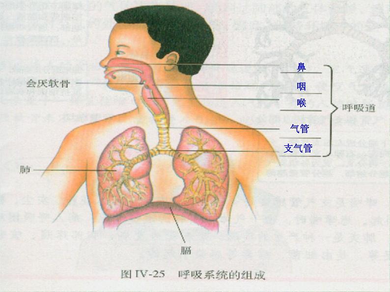 人教版生物七年级下册课件3.1 呼吸道对空气的处理 (4)第8页