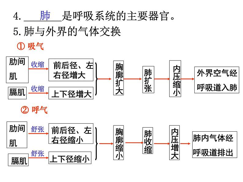 人教版生物七年级下册课件3.2  发生在肺内的气体交换 (1)03