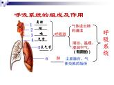 人教版生物七年级下册课件3.2  发生在肺内的气体交换 (2)
