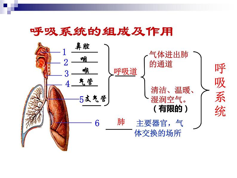 人教版生物七年级下册课件3.2  发生在肺内的气体交换 (2)第1页