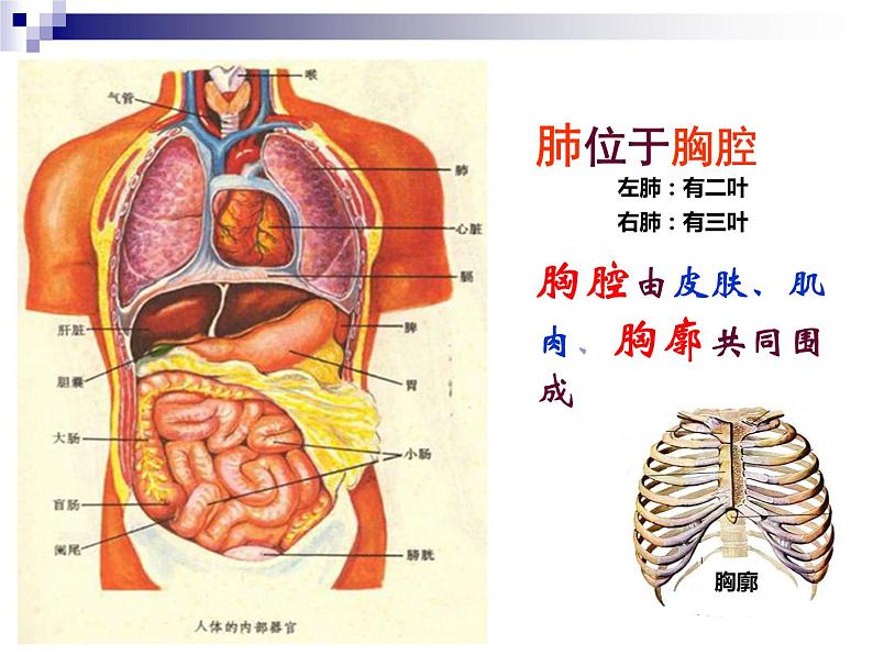 人教版生物七年级下册课件3.2  发生在肺内的气体交换 (2)第4页