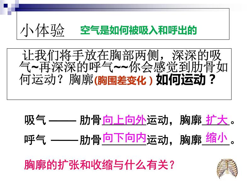 人教版生物七年级下册课件3.2  发生在肺内的气体交换 (2)第6页