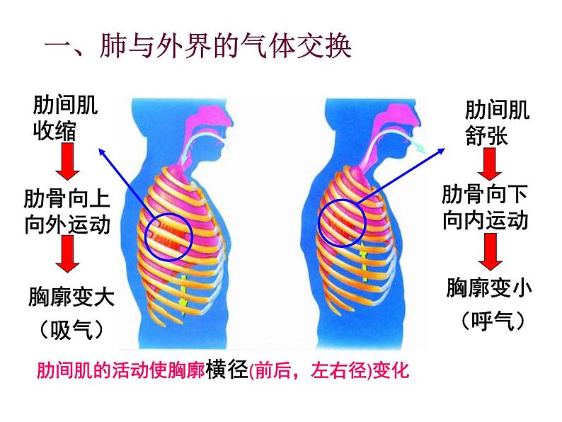 人教版生物七年级下册课件3.2  发生在肺内的气体交换 (2)第7页