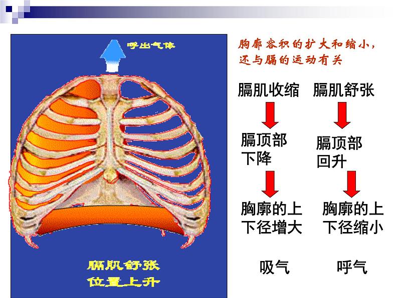 人教版生物七年级下册课件3.2  发生在肺内的气体交换 (2)第8页