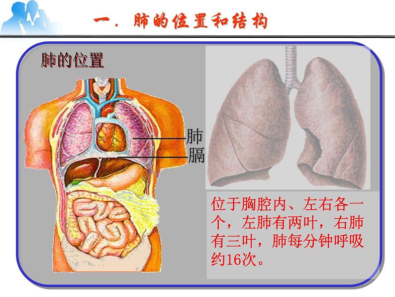 人教版生物七年级下册课件3.2  发生在肺内的气体交换 (3)02