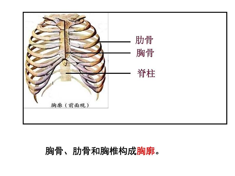 人教版生物七年级下册课件3.2  发生在肺内的气体交换 (3)03