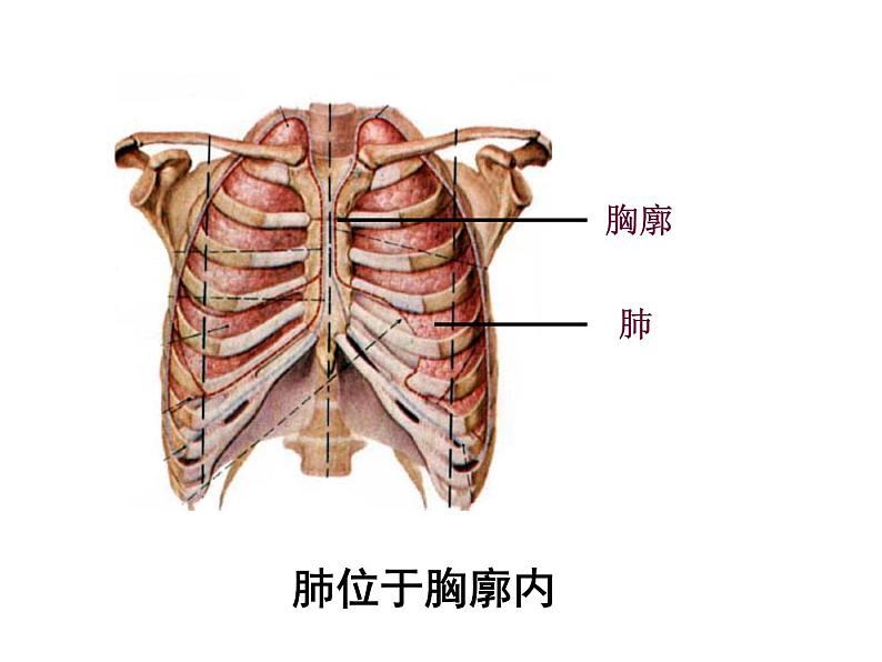 人教版生物七年级下册课件3.2  发生在肺内的气体交换 (3)04