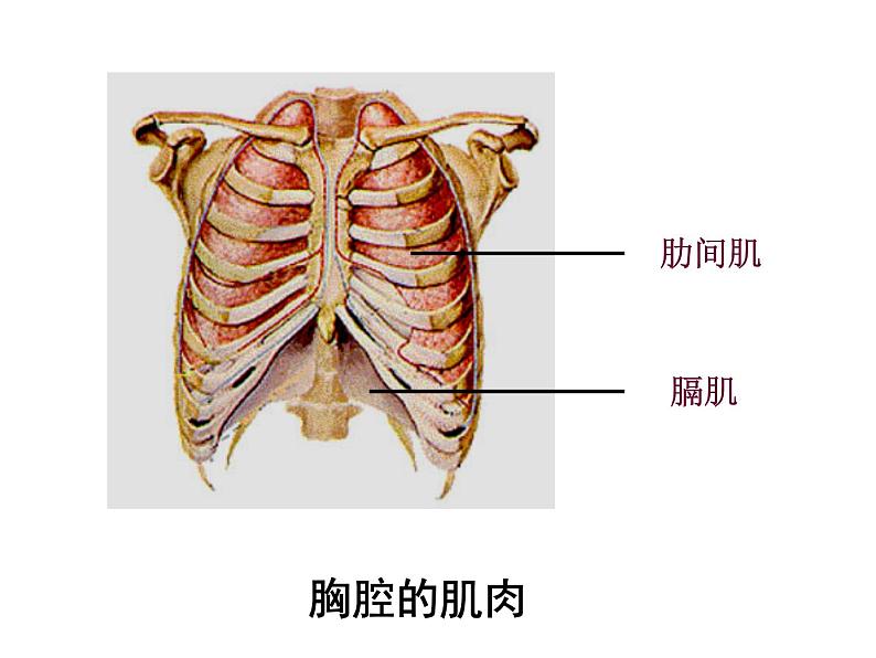 人教版生物七年级下册课件3.2  发生在肺内的气体交换 (3)05