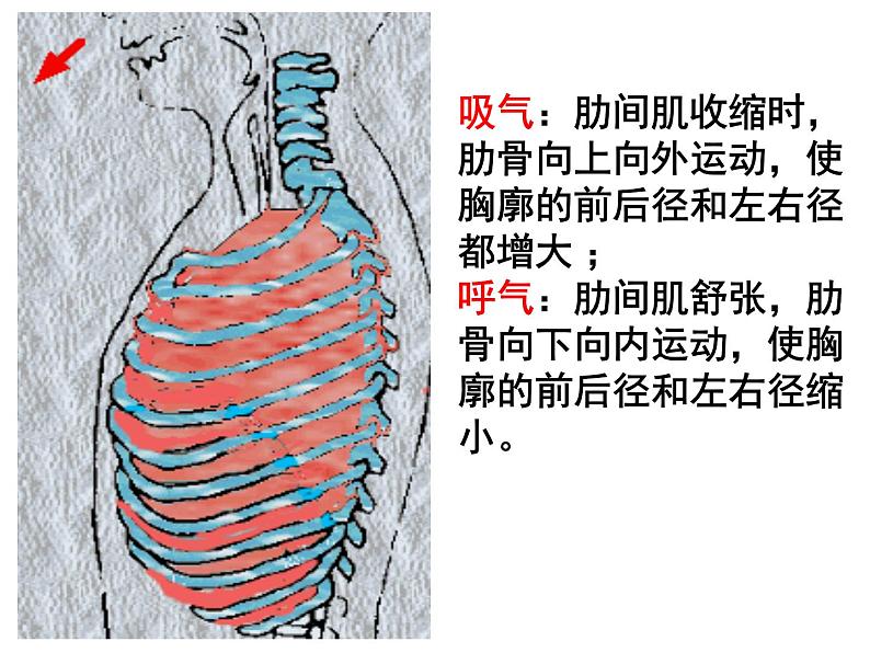 人教版生物七年级下册课件3.2  发生在肺内的气体交换 (3)06