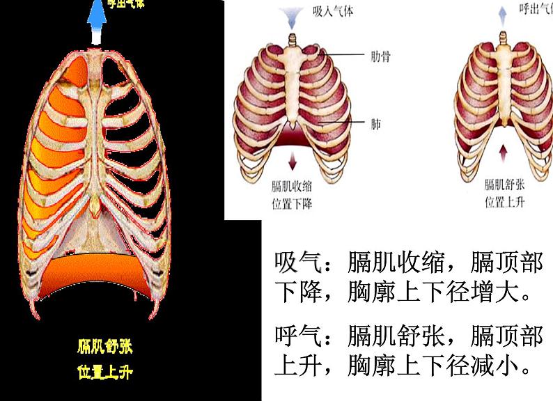 人教版生物七年级下册课件3.2  发生在肺内的气体交换 (3)08