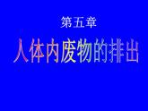人教版生物七年级下册课件第五章 人体内废物的排出 (1)