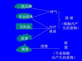 人教版生物七年级下册课件第五章 人体内废物的排出 (1)