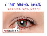 人教版生物七年级下册课件6.1 人体对外界环境的感知 (1)