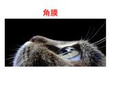 人教版生物七年级下册课件6.1 人体对外界环境的感知 (1)