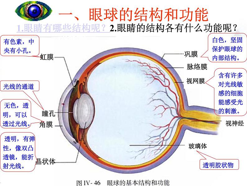 人教版生物七年级下册课件6.1 人体对外界环境的感知 (2)第3页