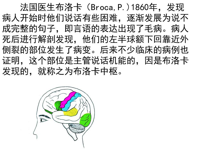 人教版生物七年级下册课件6.2 神经系统的组成 (2)第1页