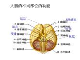 人教版生物七年级下册课件6.2 神经系统的组成 (2)