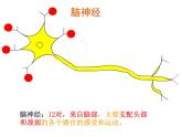 人教版生物七年级下册课件6.2 神经系统的组成 (2)