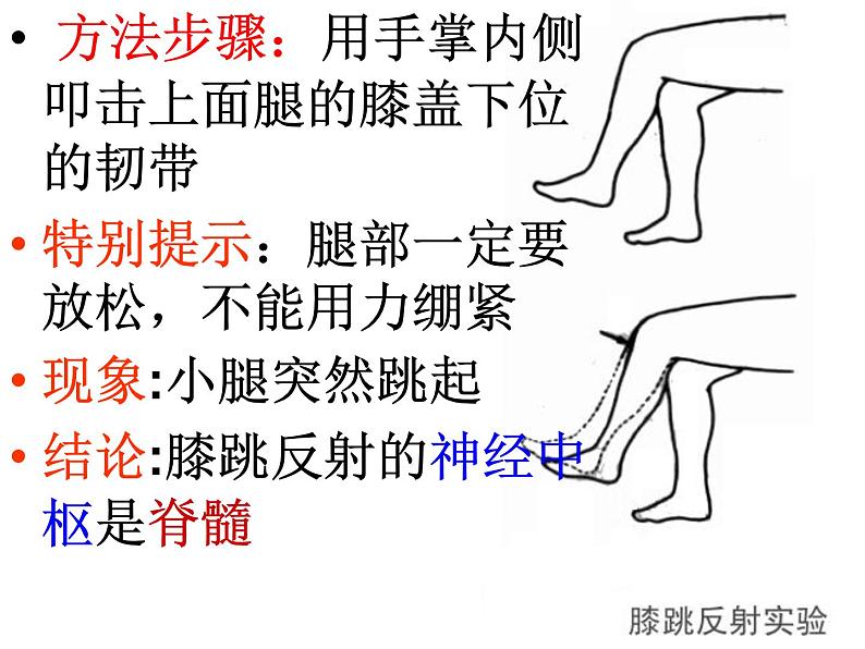 人教版生物七年级下册课件6.3 神经调节的基本方式 (1)第4页