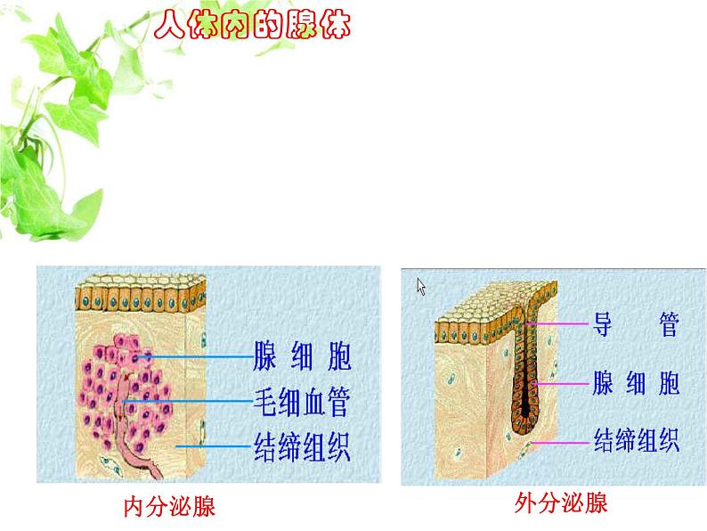 人教版生物七年级下册课件6.4 激素调节 (1)第5页