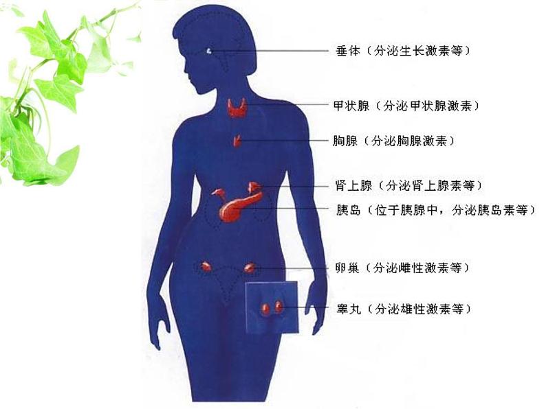 人教版生物七年级下册课件6.4 激素调节 (1)第7页