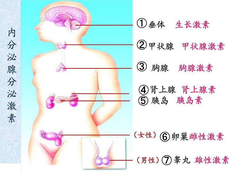 人教版生物七年级下册课件6.4 激素调节 (2)第6页