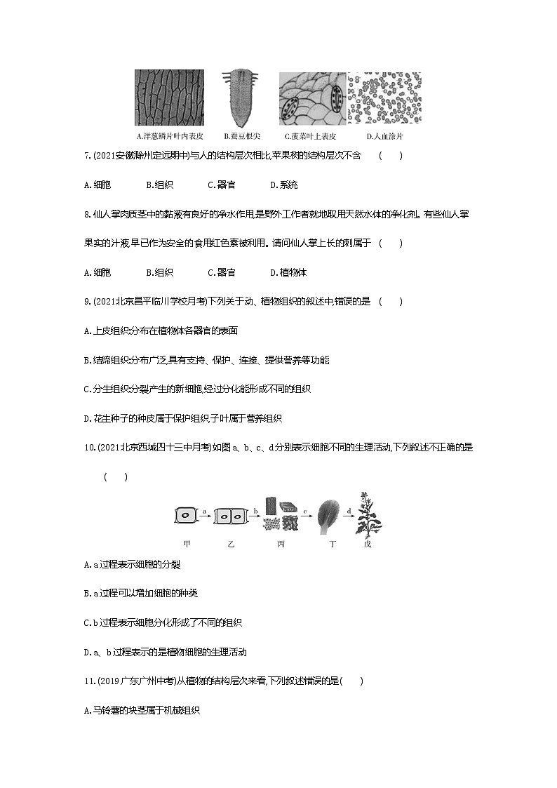 03-第三节　植物体的结构层次练习题02