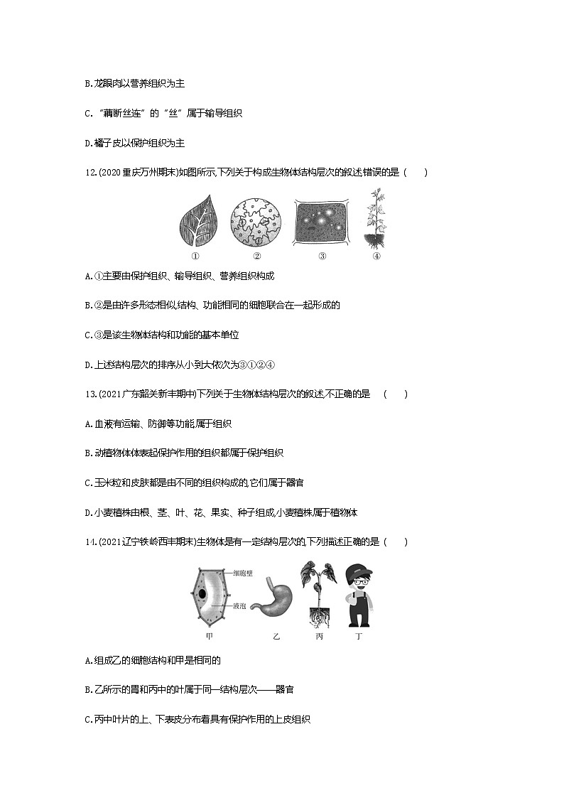 03-第三节　植物体的结构层次练习题03
