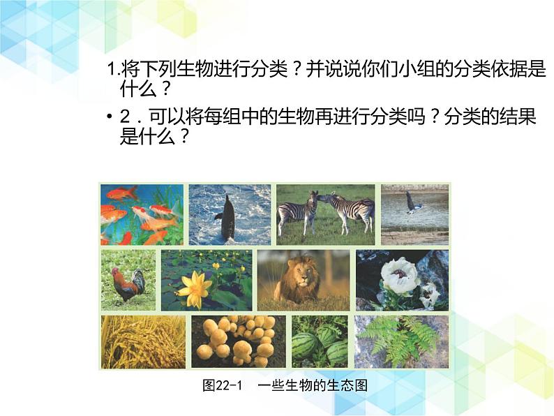 21.1  生物的分类 课件+教案04