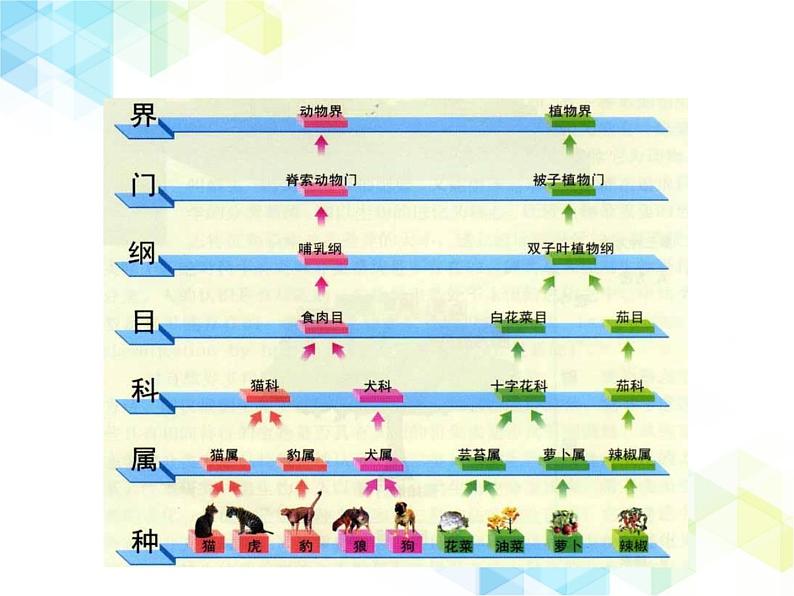 21.1  生物的分类 课件+教案08