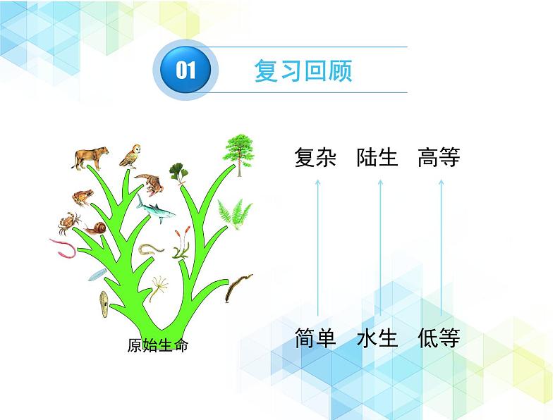 21.2 生物的进化 课件+教案02