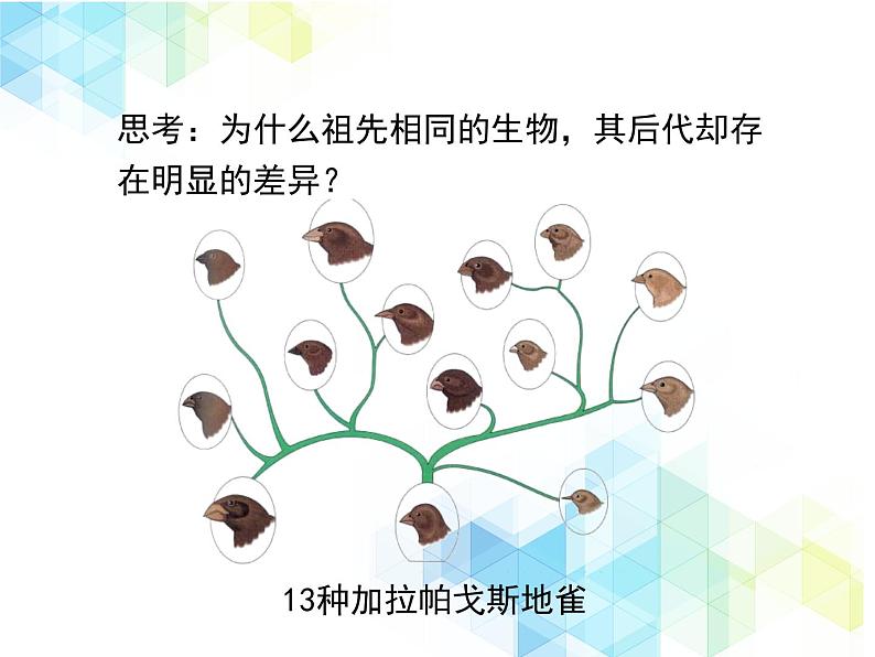 21.2 生物的进化 课件+教案07