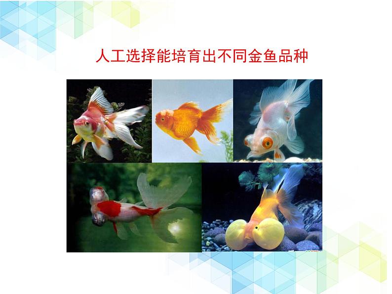 21.2 生物的进化 课件+教案08