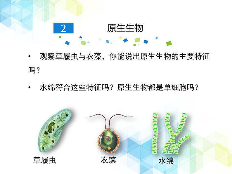 21.2 原生生物的主要类群  课件+教案04