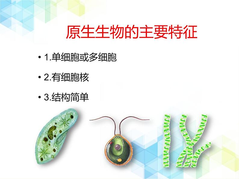 21.2 原生生物的主要类群  课件+教案05