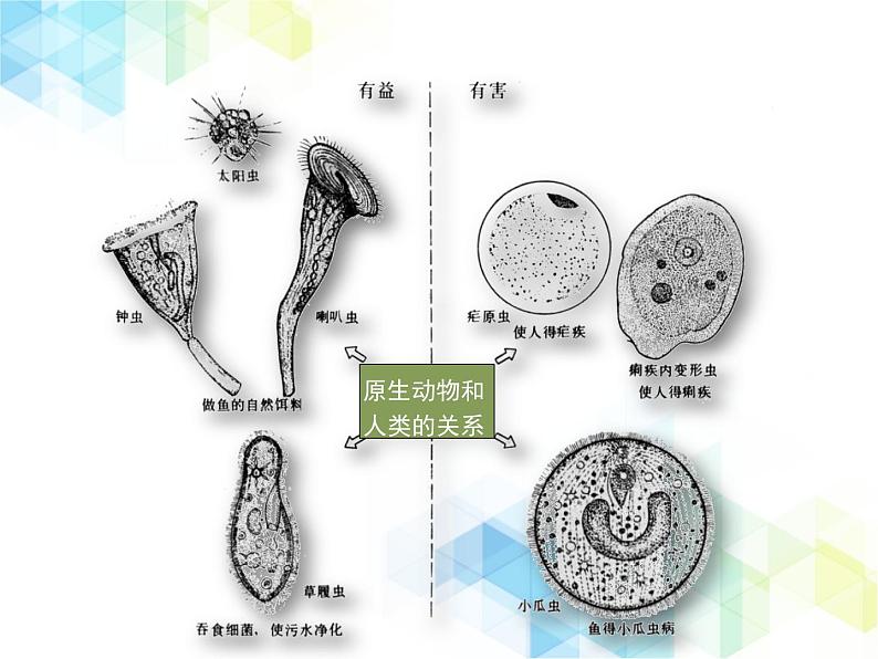 21.2 原生生物的主要类群  课件+教案08