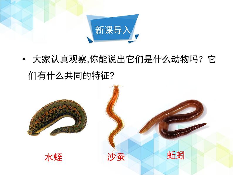21.4 动物的主要类群 课件+教案02
