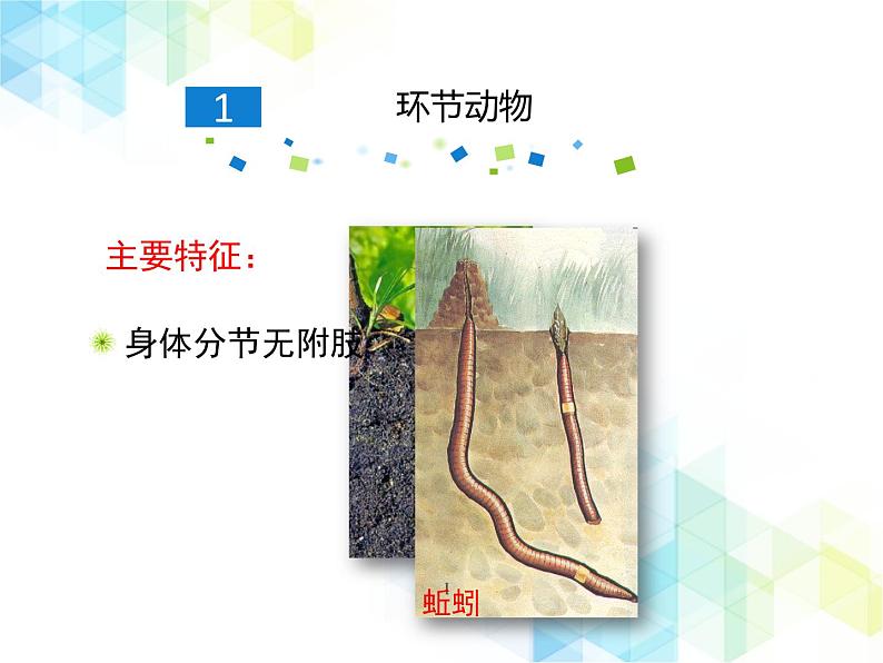21.4 动物的主要类群 课件+教案04