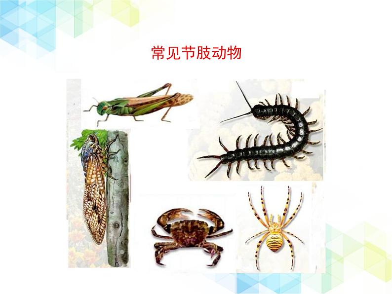21.4 动物的主要类群 课件+教案08