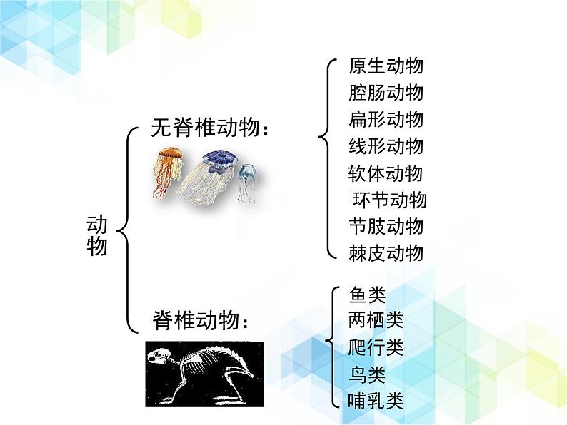 21.4 动物的主要类群 课件+教案08