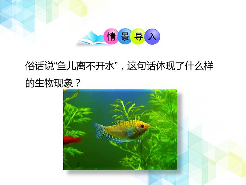 23.1 生物的生存依赖一定的环境 课件+教案02