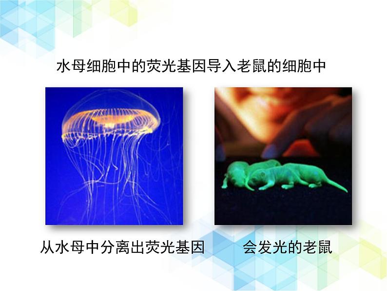 25.2 现代生物技术 课件+教案03