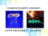 25.2 现代生物技术 课件+教案