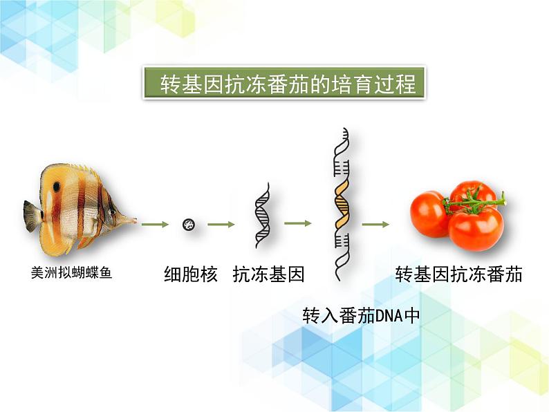 25.2 现代生物技术 课件+教案06