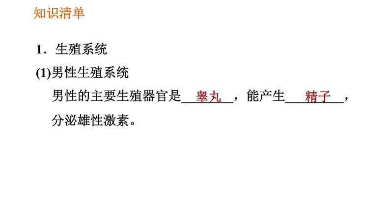 人教版七年级下册生物 第1章 4.1.2 人的生殖 习题课件02