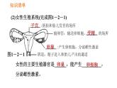 人教版七年级下册生物 第1章 4.1.2 人的生殖 习题课件