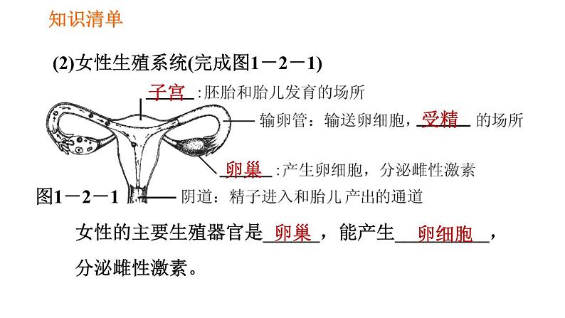 人教版七年级下册生物 第1章 4.1.2 人的生殖 习题课件03