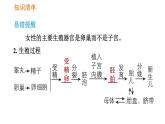 人教版七年级下册生物 第1章 4.1.2 人的生殖 习题课件