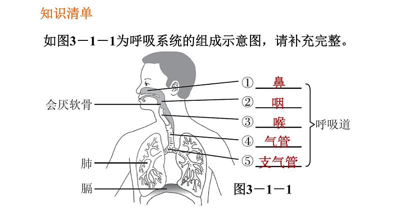 人教版七年级下册生物 第3章 4.3.1 呼吸道对空气的处理 习题课件第3页